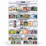 Fungi Chart